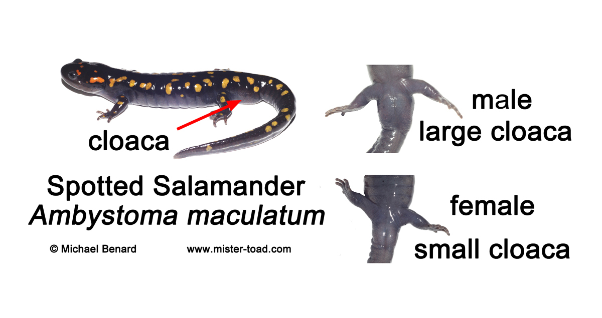 how to tell the gender of a tiger salamander