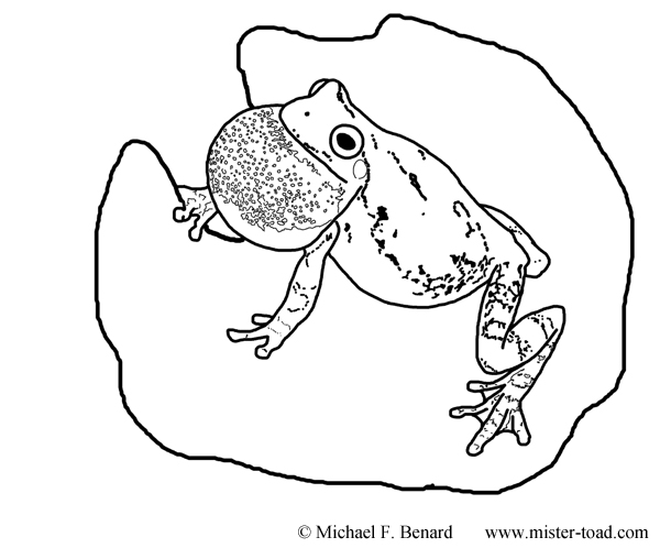 Gray Treefrog Coloring Page