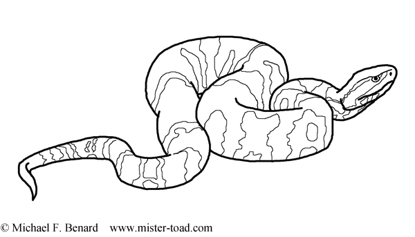 Cottonmouth Coloring Page