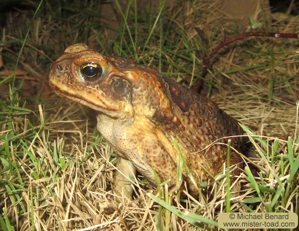 A Cane toad seen in Maui