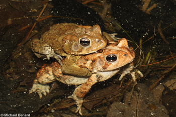 breeding toads