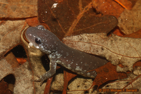 Ambystoma laterale, blue-spotted salamander