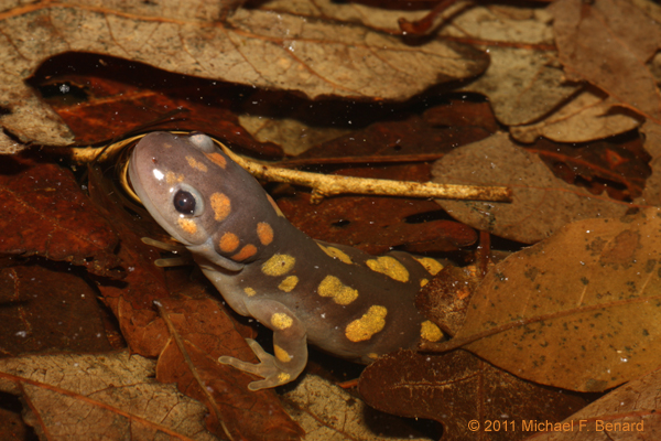 Spotted Salamander in Pond