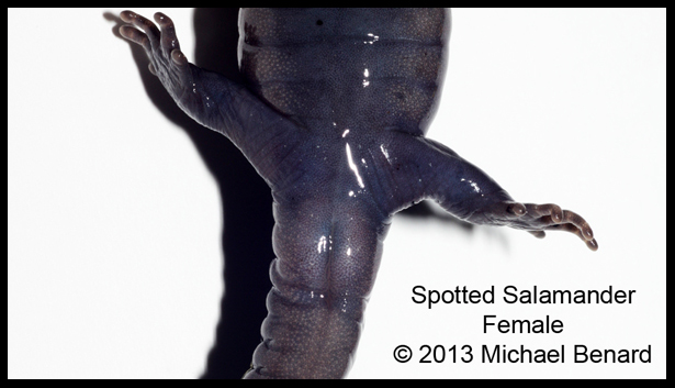 Female Spotted Salamander Cloaca