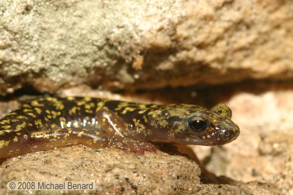 green salamander, Aneides aeneus