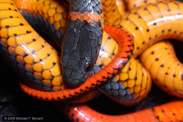Ringneck Snake Diadophis Punctatus