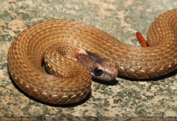 close view of red-bellied snake on rock