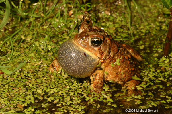 Singing Brown Toad in Green Duckweed