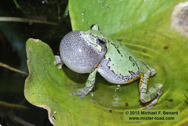 male gray treefrog with extended vocal sac