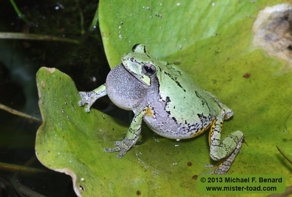 Male gray treefrog with deflated vocal sac