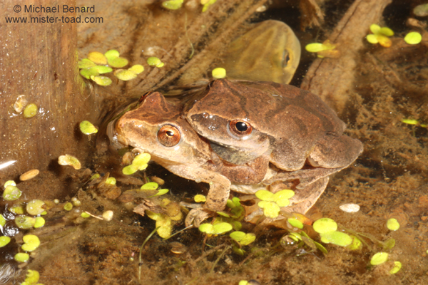 Mating Spring Peepers with Newt in background