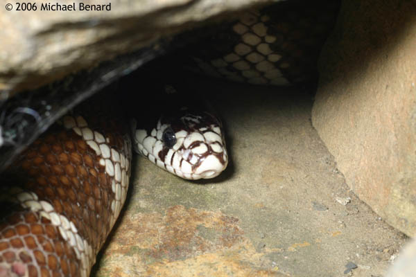 California kingsnake, Lampropeltis getula