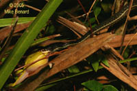 snake eating frog