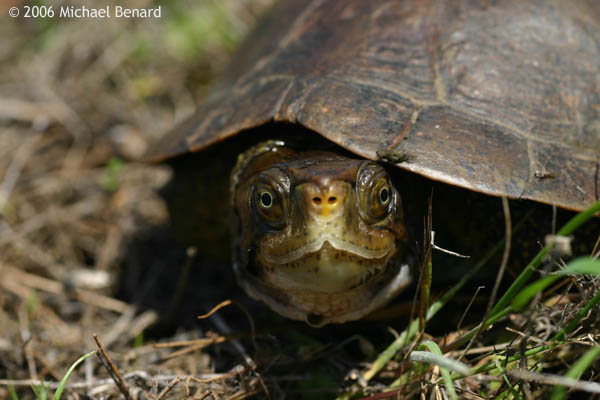 California Pond Turtle, Emys marmorata